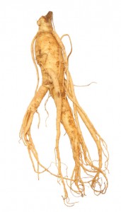 Panax ginseng 